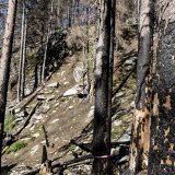 Les Chambres se mettent d'accord sur 70 millions de francs de plus pour les forêts, portant le crédit à 521 millions pour les années 2025 à 2028 (archives). KEYSTONE/JEAN-CHRISTOPHE BOTT